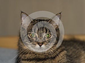 Tabby cat in room with green eyes