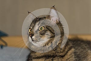 Tabby cat in room with green eyes