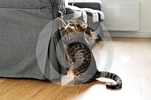 Tabby cat scratches sofa with his claws. Interior destruction by pets. Kitten play. Lifestyle home daily life with pets