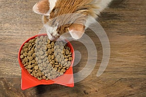 Tabby cat seen from above while eating dry cat food.