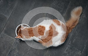 Tabby cat seen from above while eating from a white food bowl on a dark stone floor.