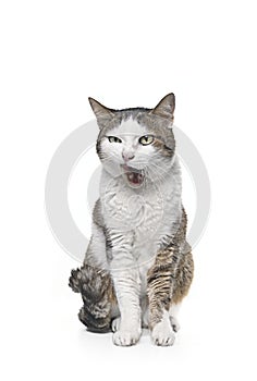 Tabby cat siting and licking his face. Isolated on white background.
