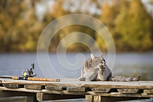 tabby cat sits in the autumn garden by the pond on the bridge with a fishing rod waiting for fish and washes his paws