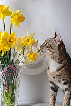 Tabby cat sits with a bouquet of white flowers and looks at vase with flowers