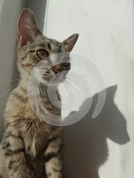Tabby cat sits and looks out the window.
