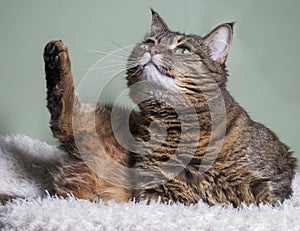 A tabby cat sits on a pillow in a funny pose with its paw raised up.