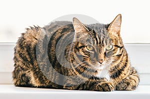 The tabby cat sits on a window sill and looks around herself.