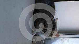 Tabby cat sits on the windowsill and looks out the snow-covered window, then approaches the camera