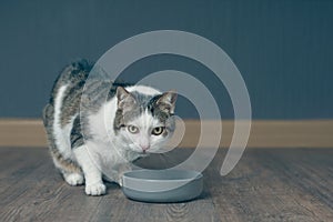 Tabby cat sitting around the food bowl and waiting for the meal.