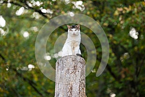 tabby cat sitting atop a tree stump in a yard