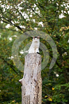tabby cat sitting atop a tree stump in a yard