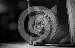 Tabby cat sitting in a cardboard box and looking at camera. Black and white photography.