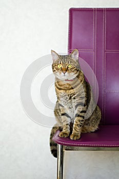 Tabby cat sitting on a chair purple light