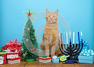 Tabby cat sitting between Christmas and Hanukkah decorations