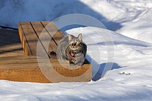 Tabby cat sitting on a deck bench surrounded with snow
