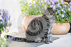 Tabby cat sitting between flower pots on the doormat in front of the house entrance observing the surrounding area, copy space,