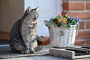 Tabby cat sitting in front of the entrance in the sun next to a