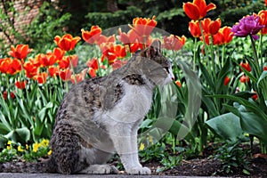 Tabby cat sitting in front of red Garden tulip. National Botanical Garden of Georgia