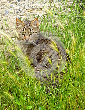 Tabby cat sitting in the grass