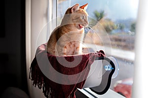 Tabby cat sitting in a hammock attached to the window, yawns while looking outside