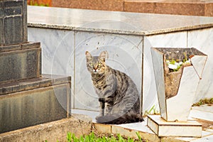 Tabby cat sitting looking directly at the camera.