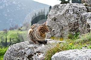 Tabby cat sitting on the rock.