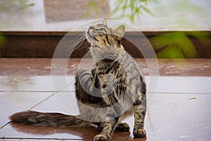 Tabby cat sitting and scratching itself.