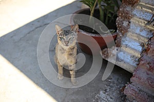 Tabby Cat sitting in the shade on a hot day