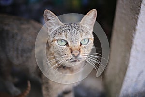 Tabby Cat sitting in the shade on a hot day