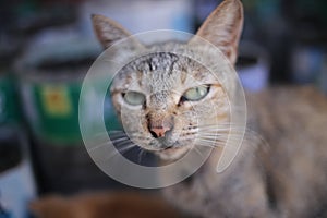 Tabby Cat sitting in the shade on a hot day