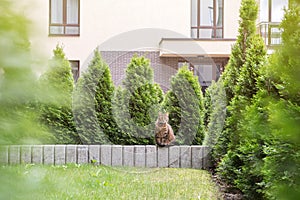Tabby cat sitting on stone small wall