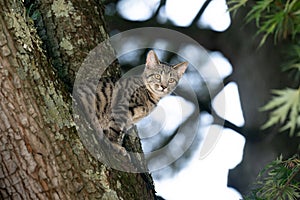 Tabby cat sitting in a tree