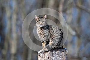 Tabby cat sitting on a tree stump