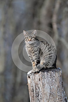 Tabby cat sitting on a tree stump