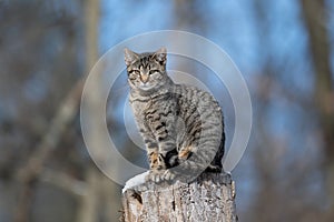 Tabby cat sitting on a tree stump