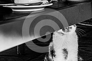 Tabby cat sitting under a coffee table