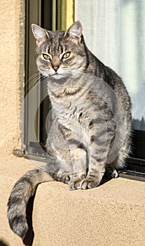 Tabby cat sitting on the window with curious look