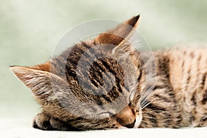 Tabby cat sleep