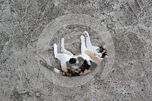 Cat sleep on concrete floor