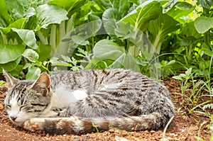 Tabby Cat Sleepds At Pak Choi