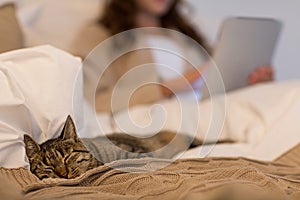 Tabby cat sleeping in bed with woman at home