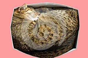 The tabby cat sleeping in a cardboard box from shoes. photo on pink background.