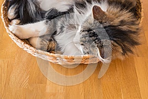 tabby cat sleeping curled up in a wicker basket with copy space