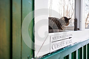 A tabby cat sleeping inside a guard post