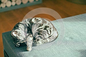 a tabby cat sleeping on the sofa, indoor shot, no people