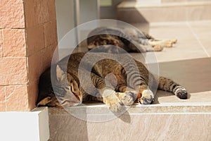 Tabby cat sleeping on the terrace.