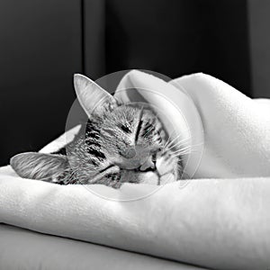 Tabby Cat Sleeping Under White Blanket