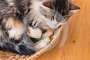Tabby cat sleeping in a wicker basket with copy space on right
