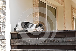 Tabby cat sleeping on the wood fence of a house.