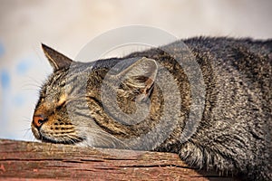 Tabby cat sleeping on wooden floor